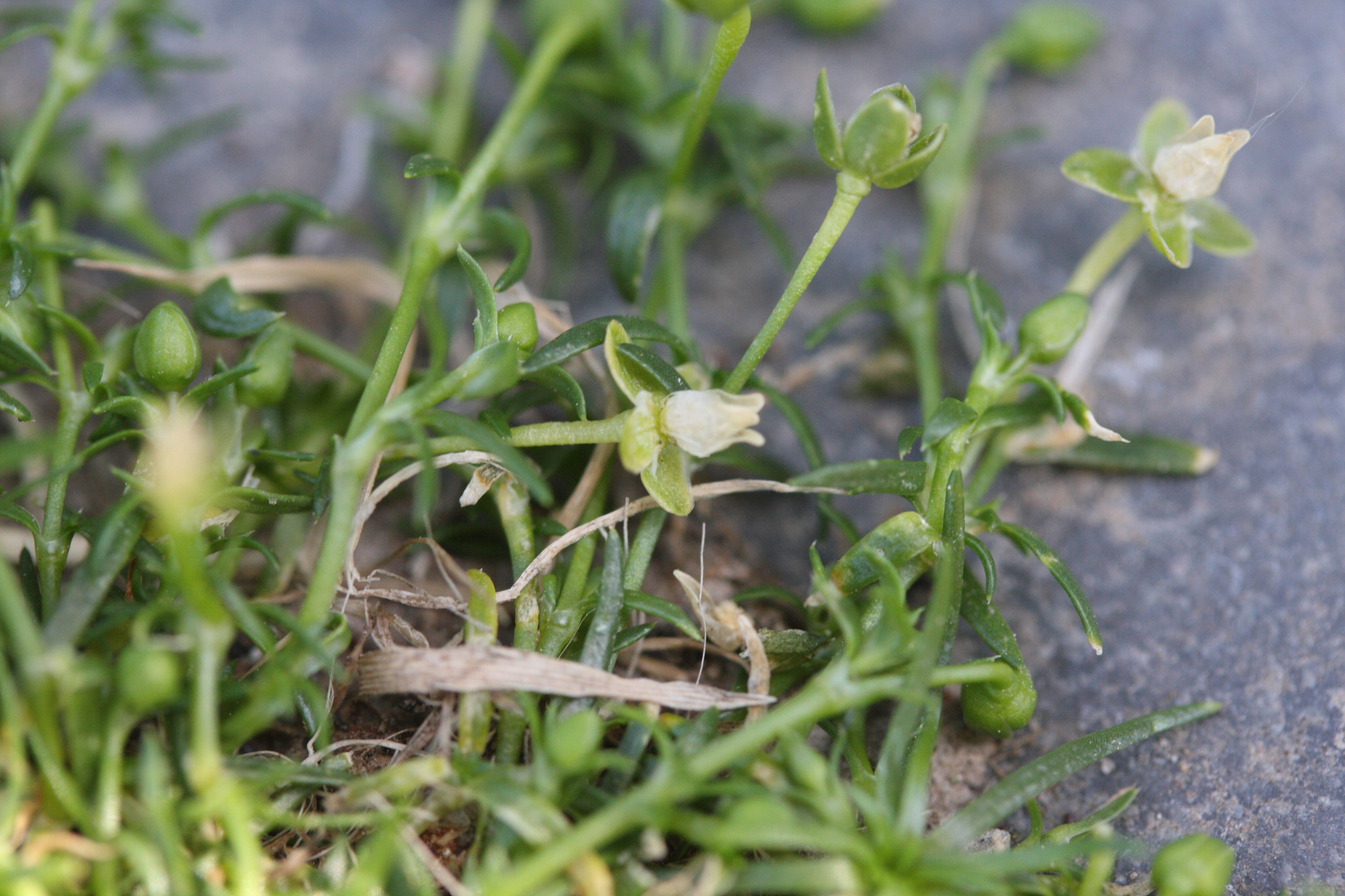 Afficher le média sagina_apetala5md sagina_apetala5md