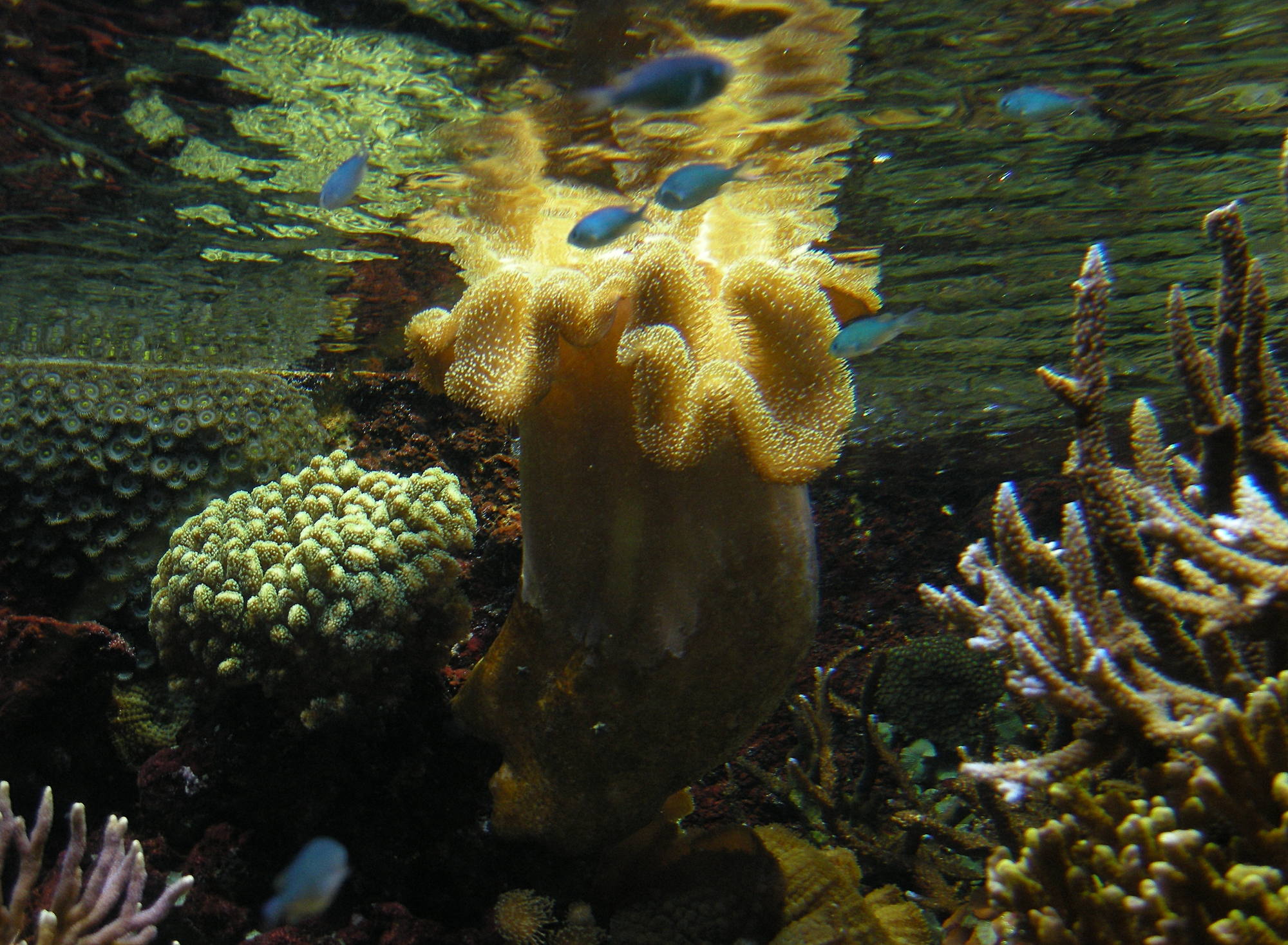 sarcophyton_trocheliophorum1bd