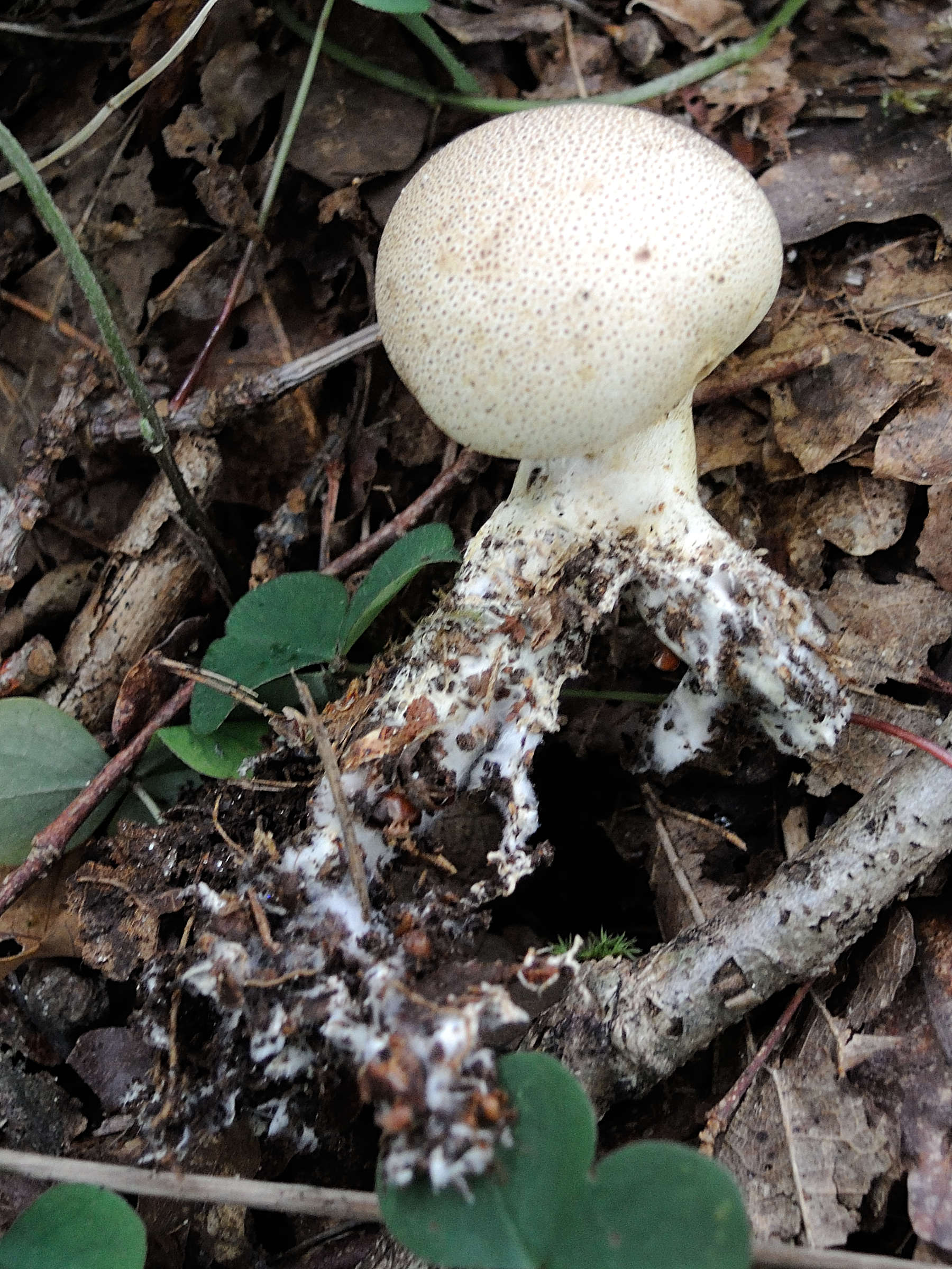 Afficher le média scleroderma_verrucosum2md scleroderma_verrucosum2md