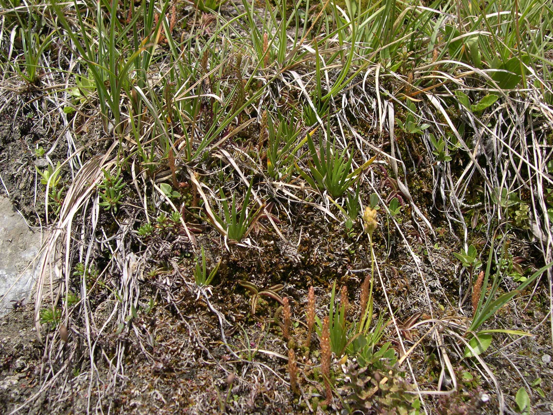 Selaginella_selaginoides