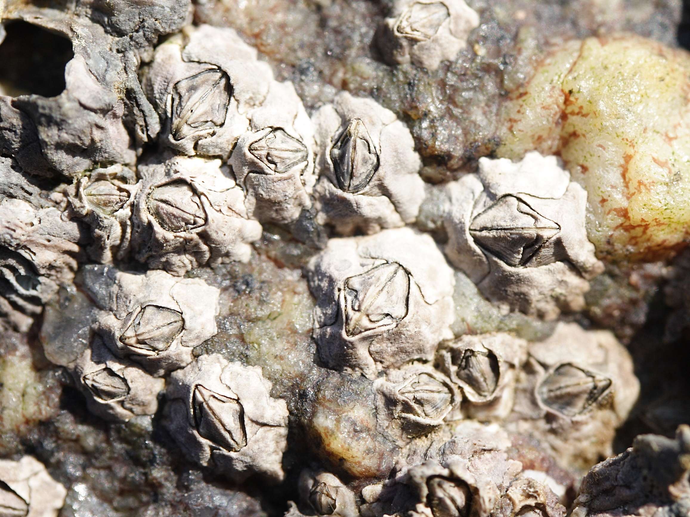 semibalanus_balanoides3md