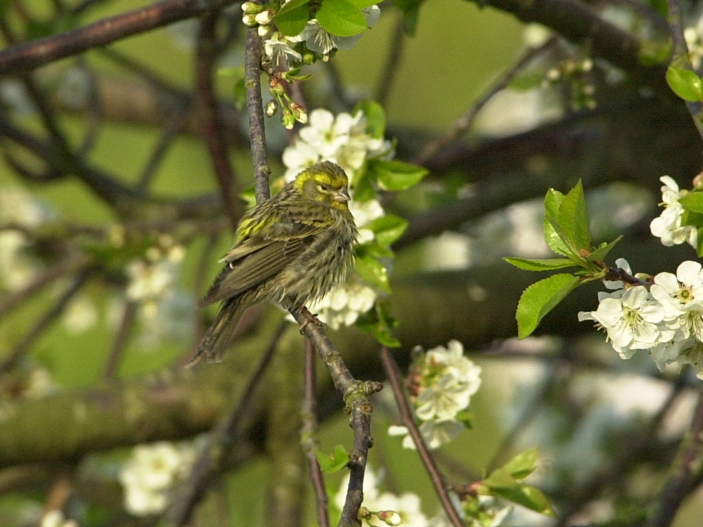 serin_cini_-_serinus_serinus1bd