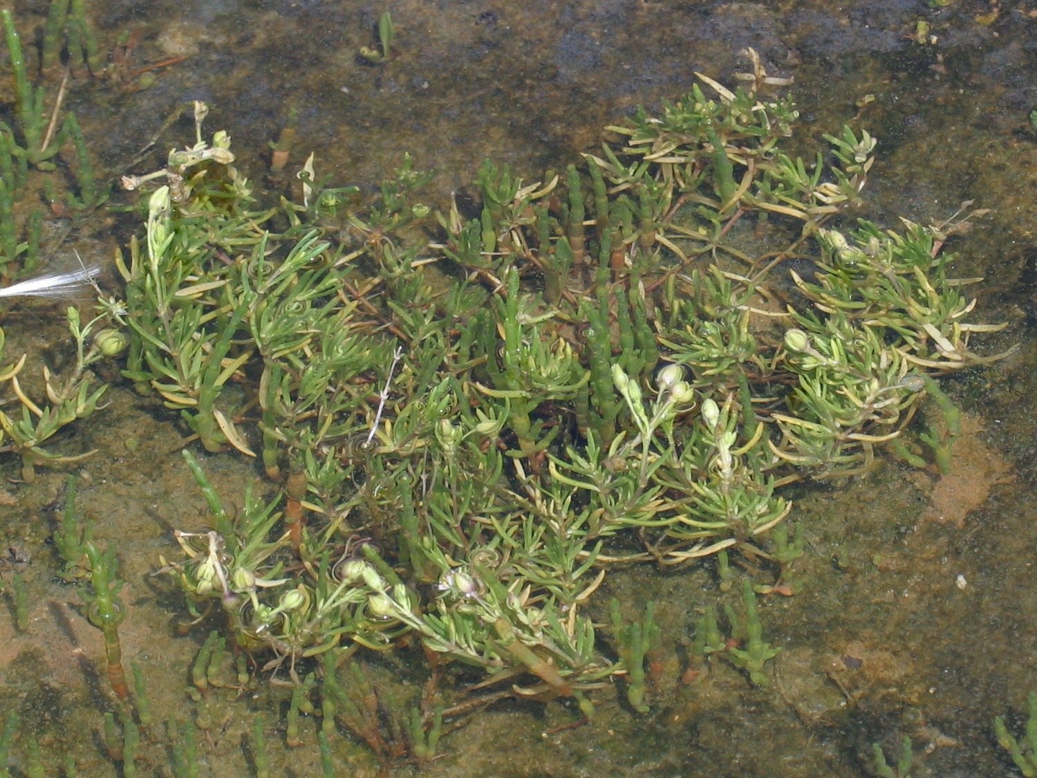 Afficher le média spergularia_marina4bd spergularia_marina4bd