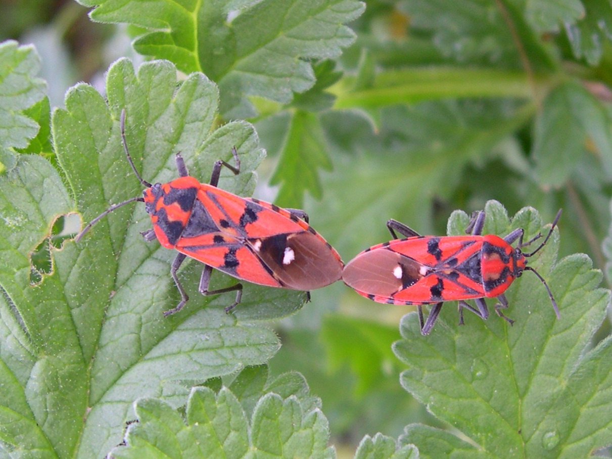 spilostethus_pandurus4md