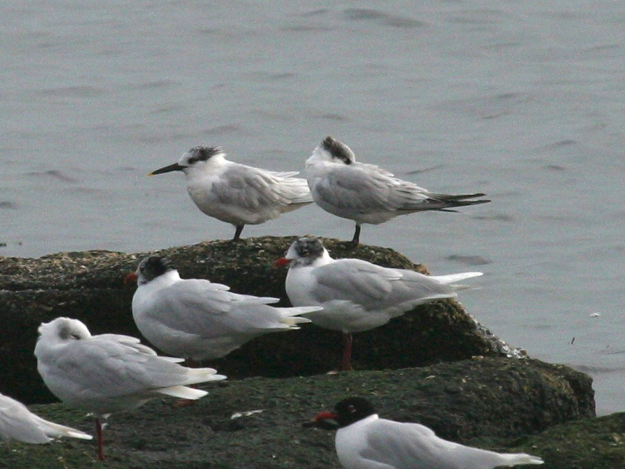 sterne_caugek_-_thalasseus_sandvicensis1bd