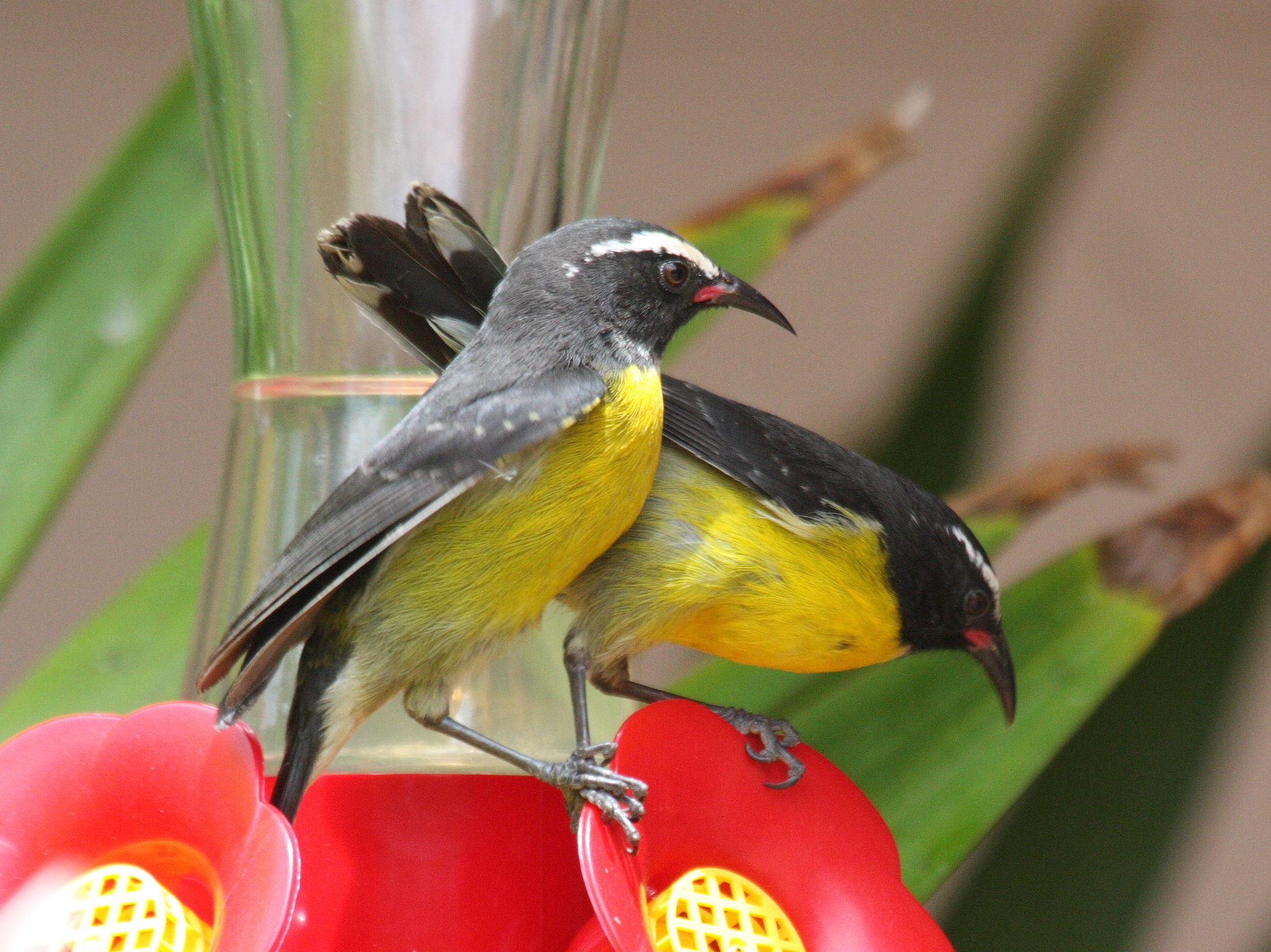 sucrier_a_ventre_jaune_-_coereba_flaveola2bd