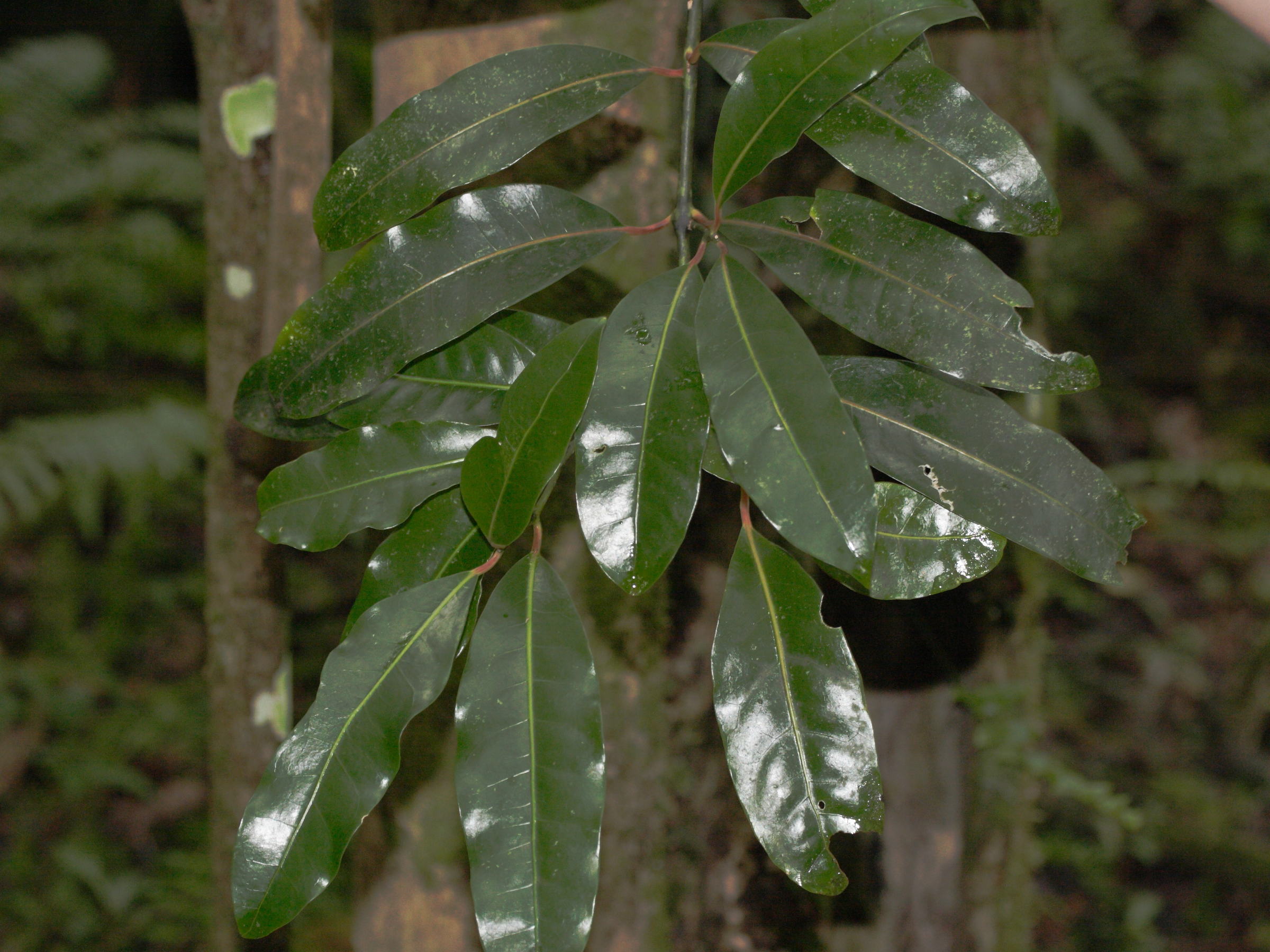 tambourissa_elliptica1md