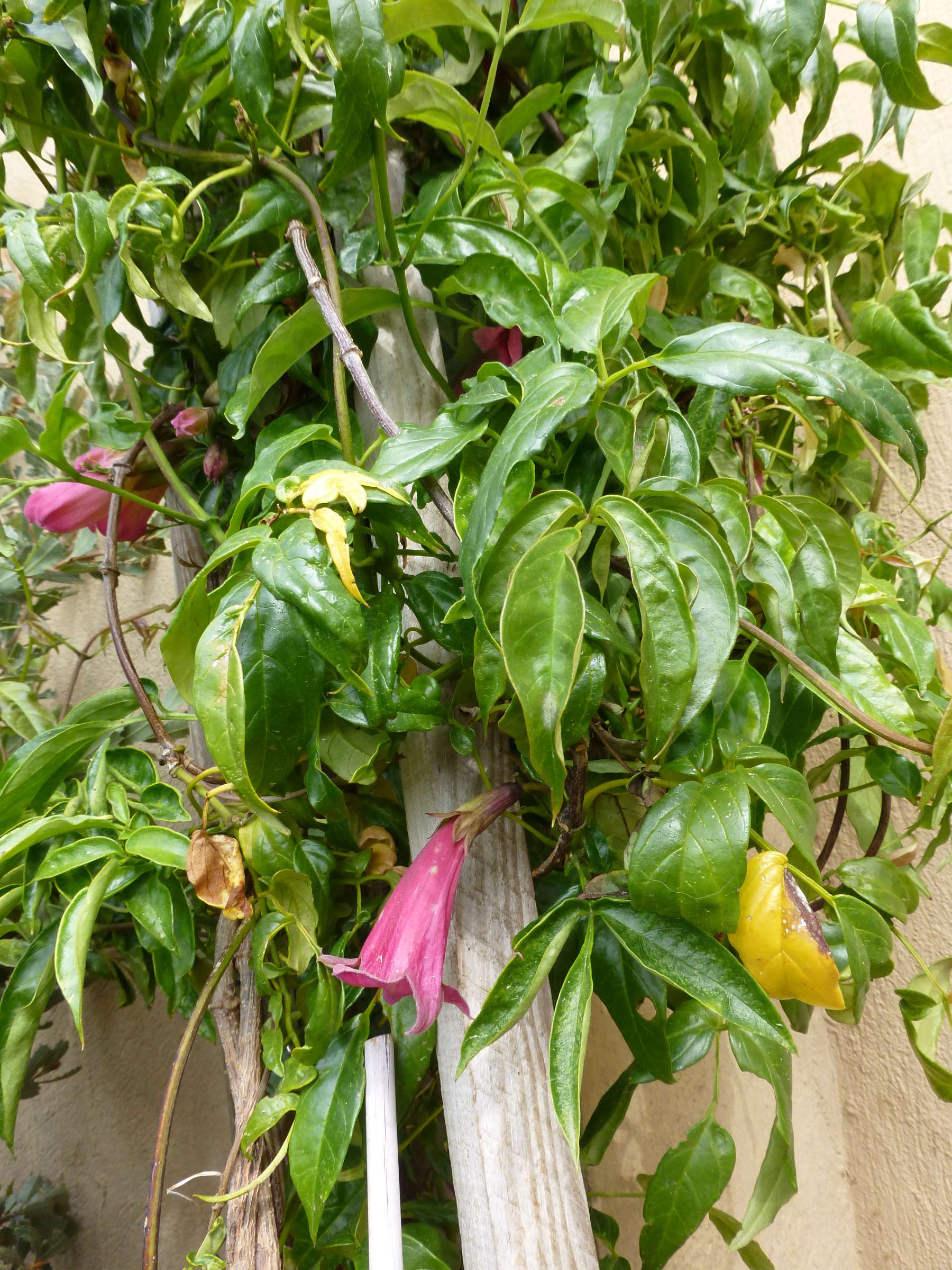 tecomanthe_hillii1gv