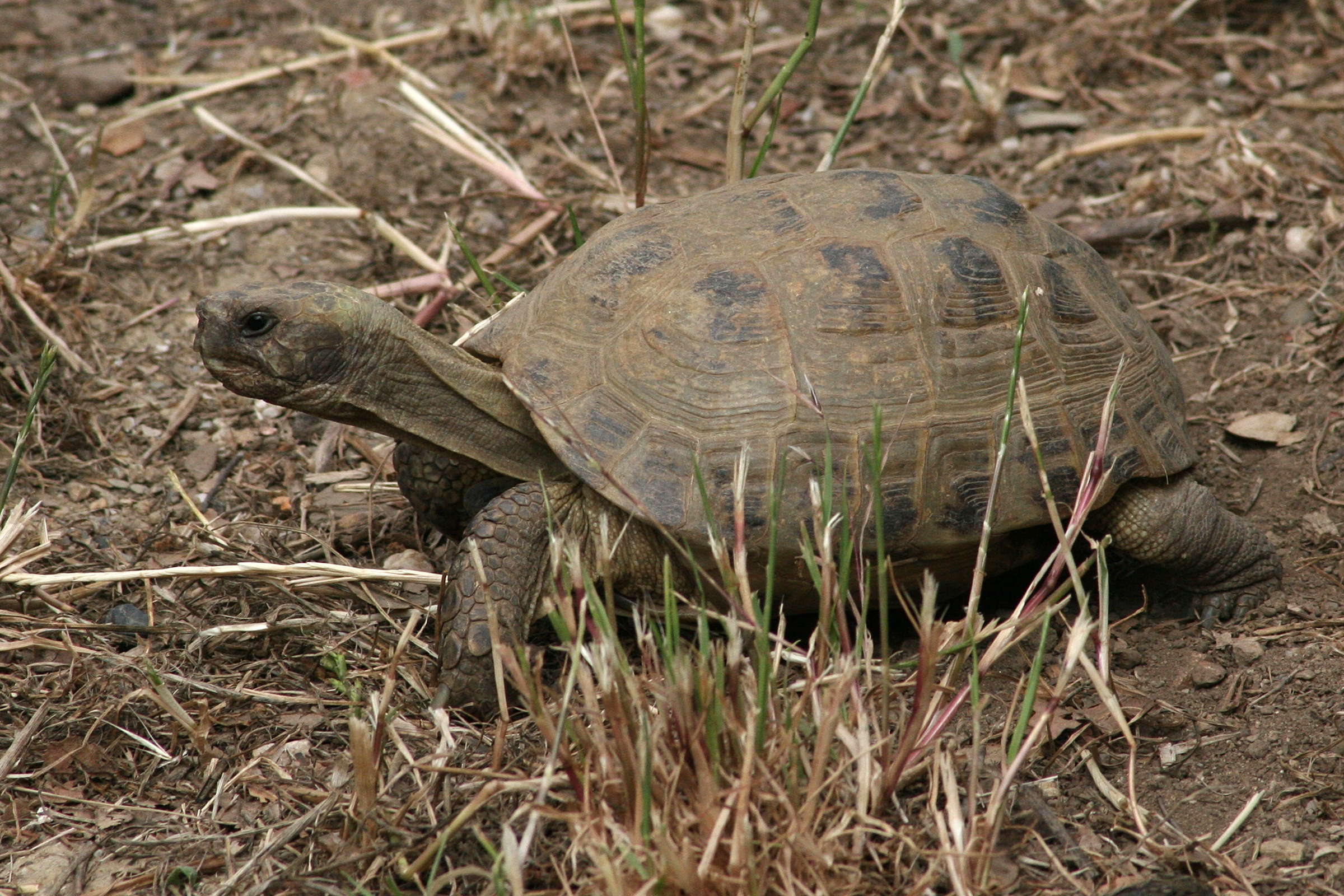 testudo_horsfieldii1md