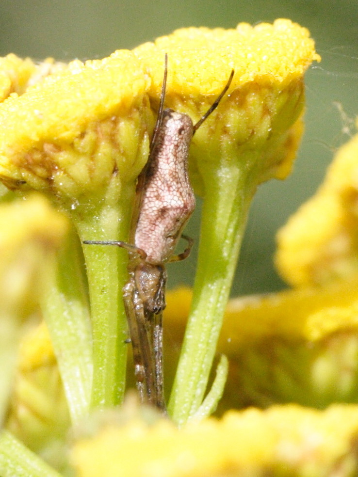 Afficher le média tetragnatha_nigrita1md tetragnatha_nigrita1md