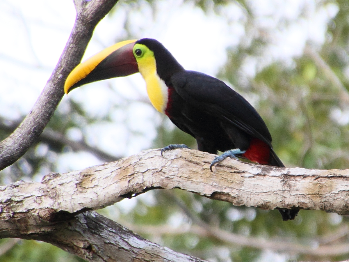 toucan_de_swainson_-_ramphastos_swainsonii4md