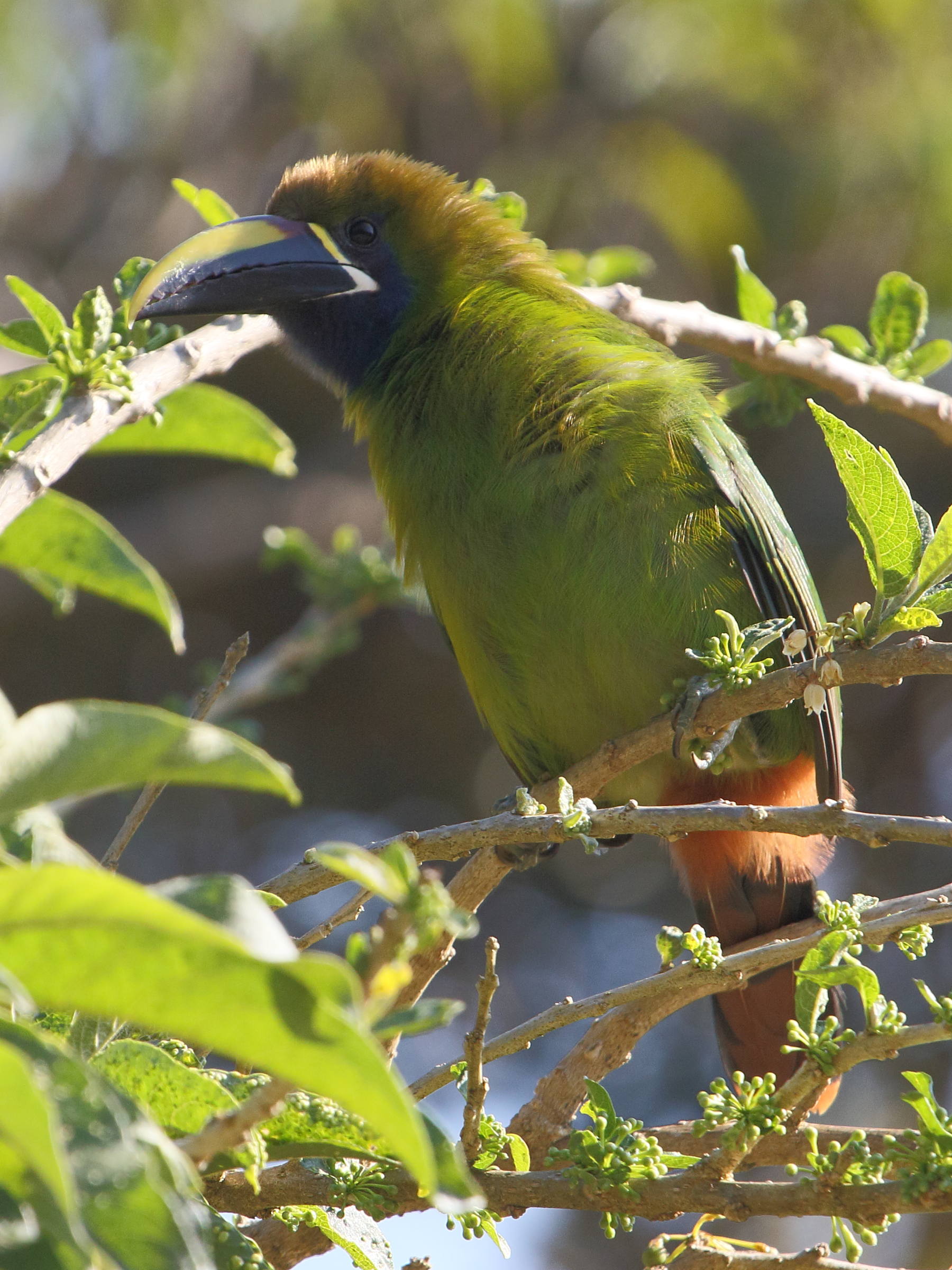 Afficher le média toucanet_emeraude_-_aulacorhynchus_prasinus3bd toucanet_emeraude_-_aulacorhynchus_prasinus3bd