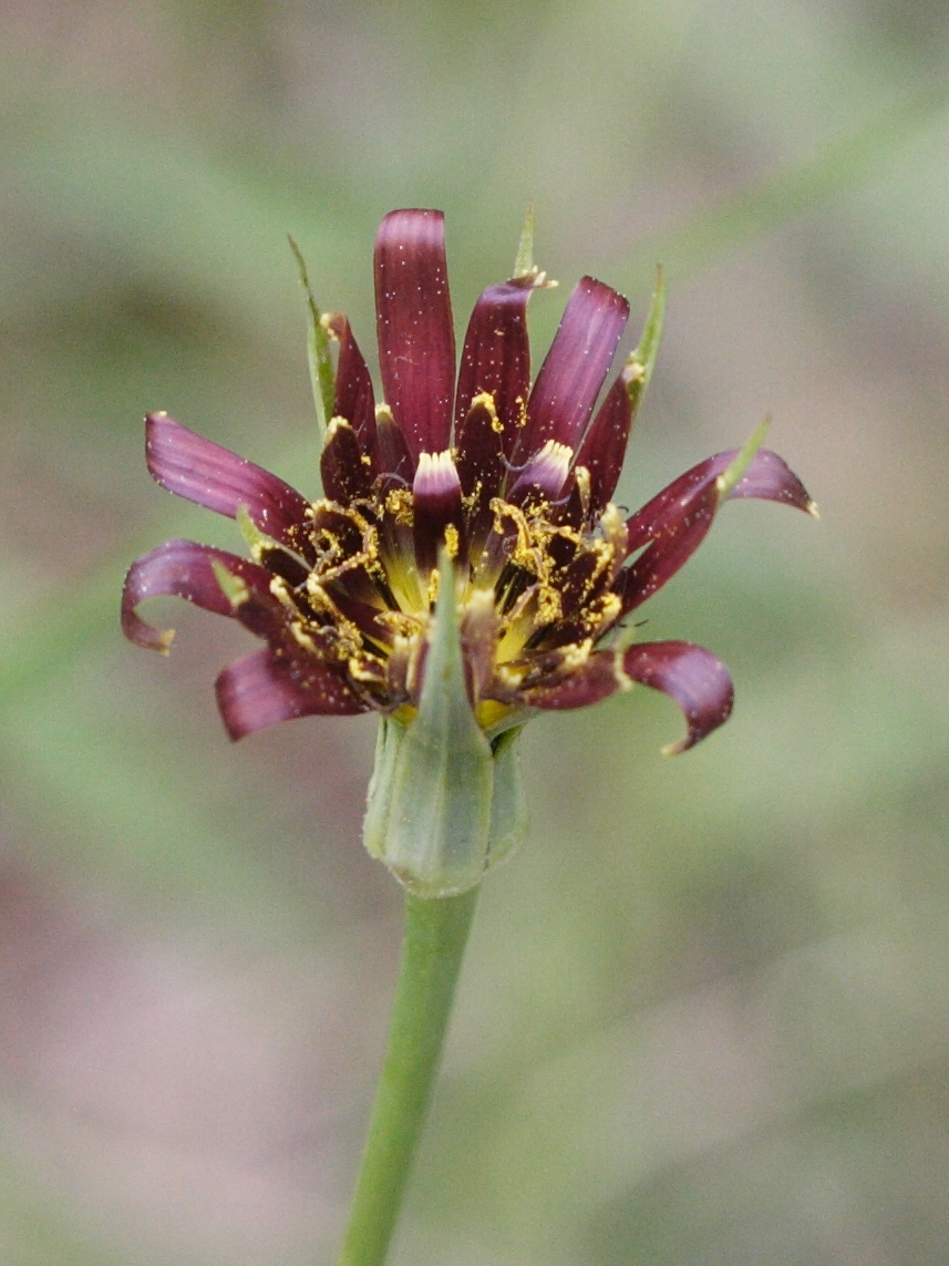 tragopogon_porrifolius_australis4md