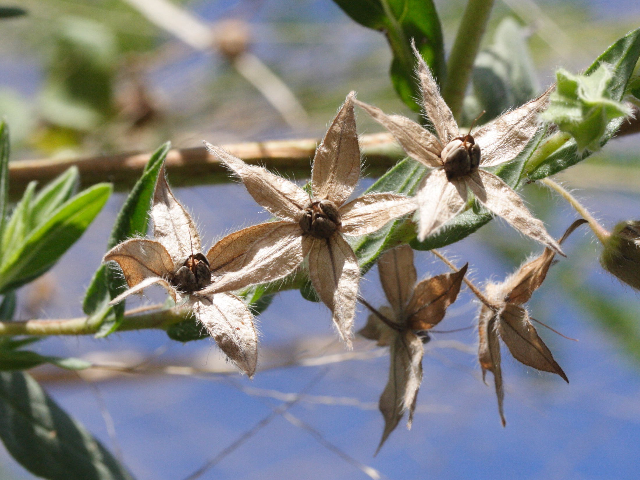 trichodesma_zeylanicum5md