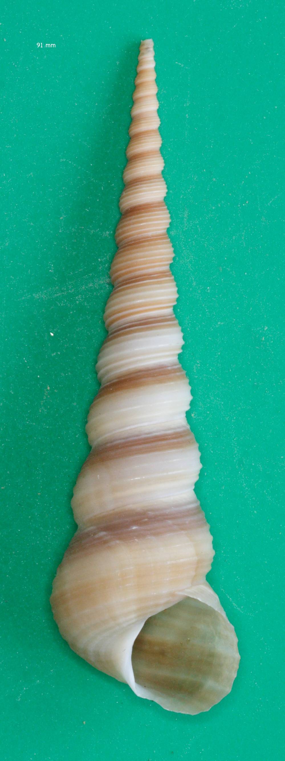 turritella_terebra2md