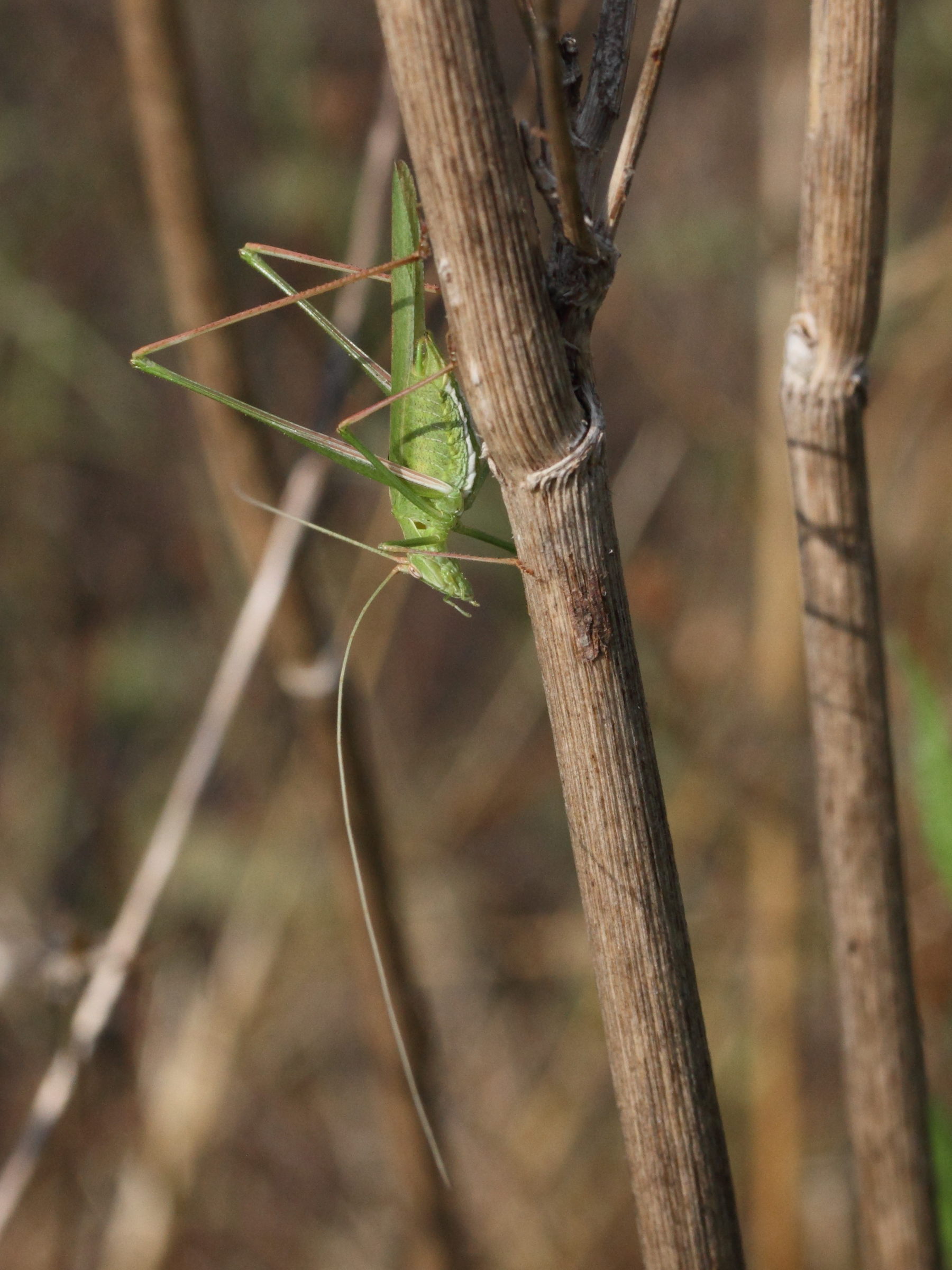 tylopsis_liliifolia2md