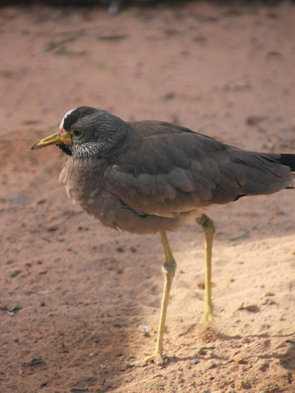 vanneau_du_senegal_-_vanellus_senegallus2md