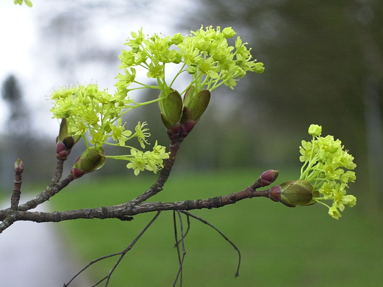 acer_platanoides2amd