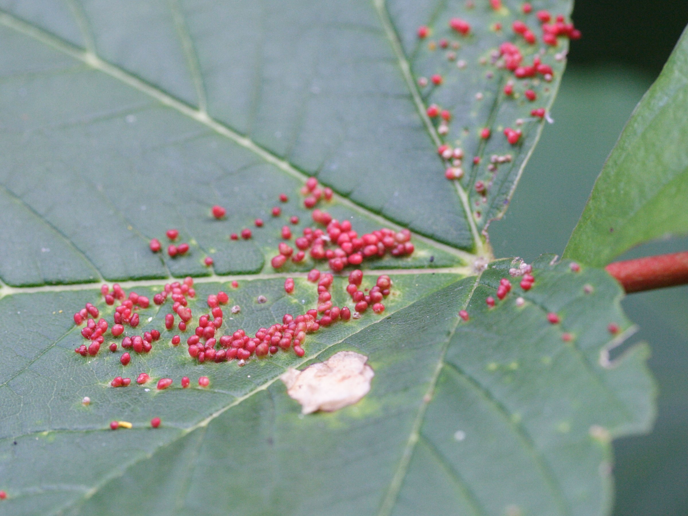 aceria_macrorhyncha_galle1md