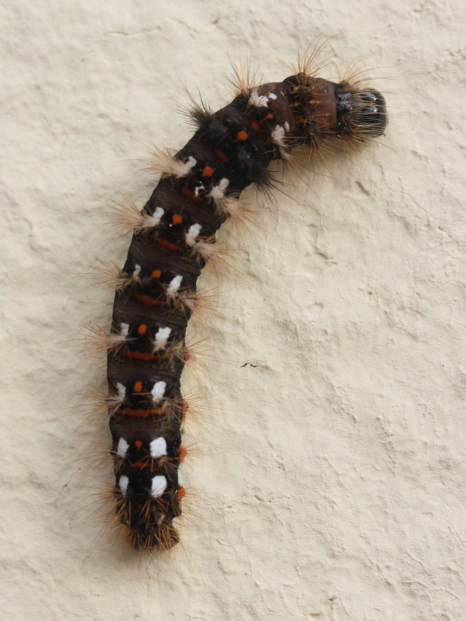 acronicta_rumicis4amd