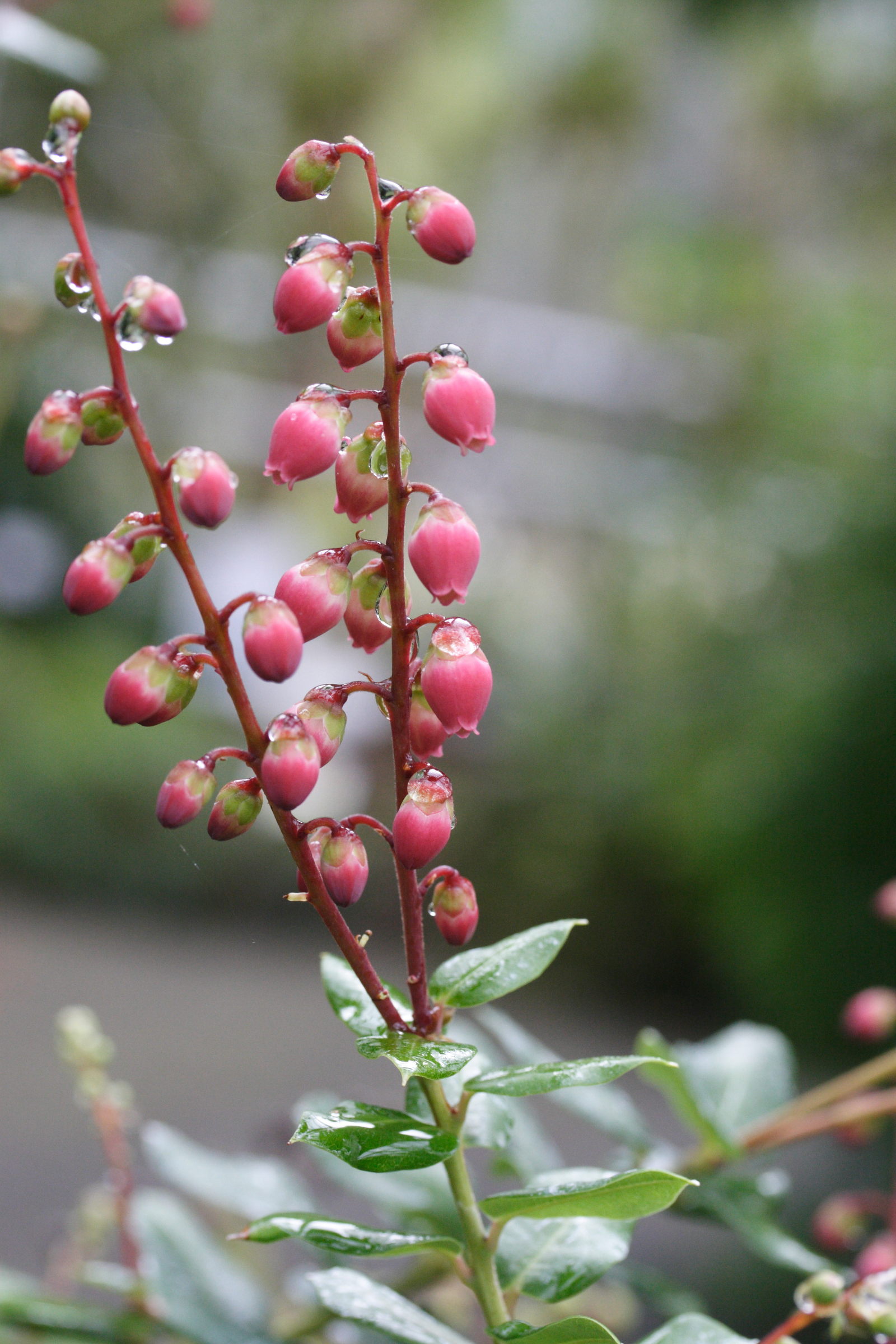 agauria_buxifolia2md