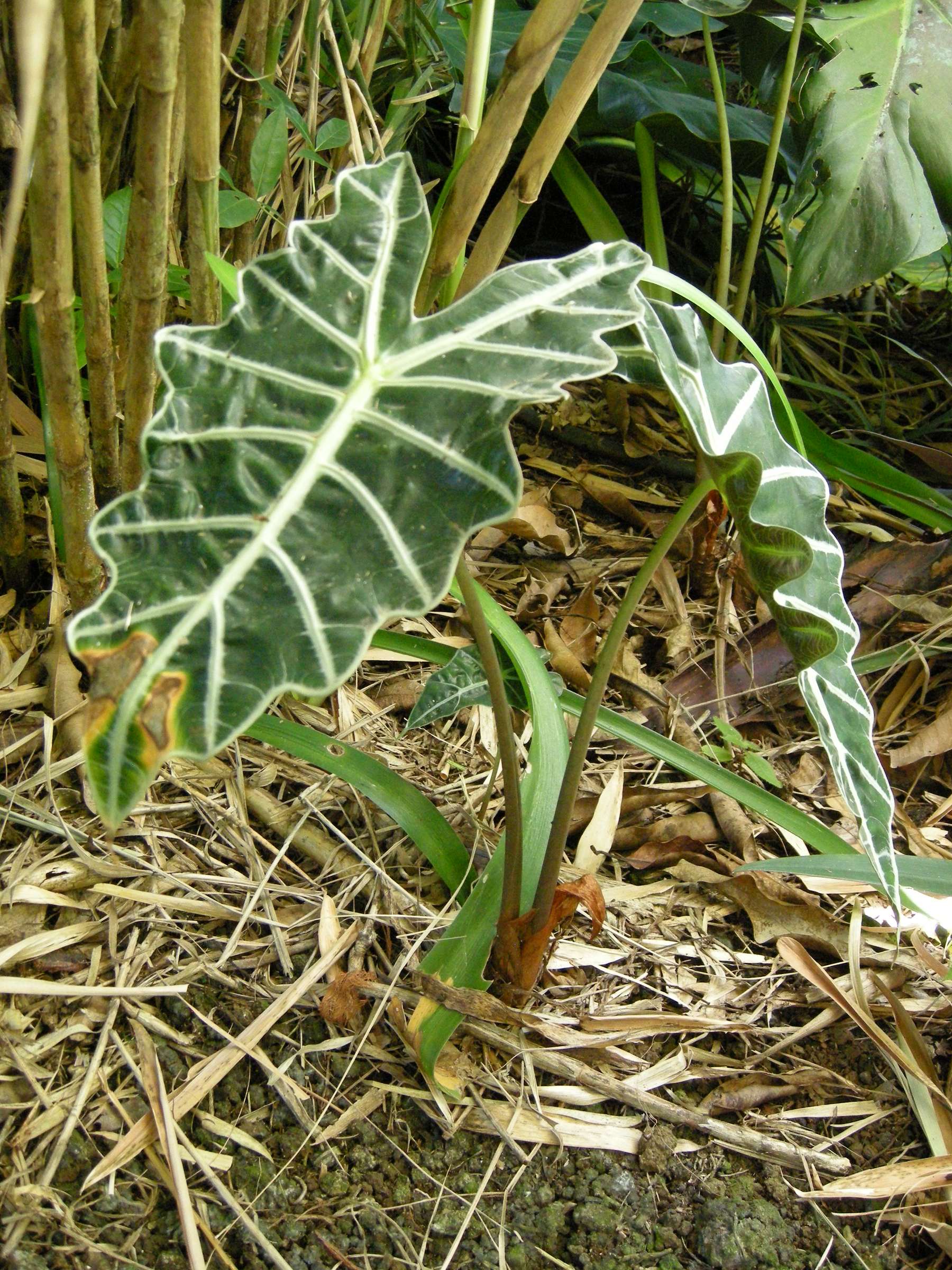 alocasia_amazonica1md