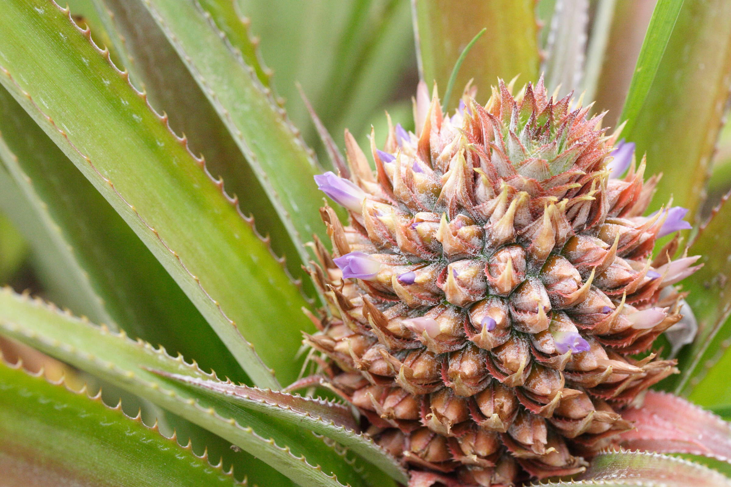 ananas_comosus4md