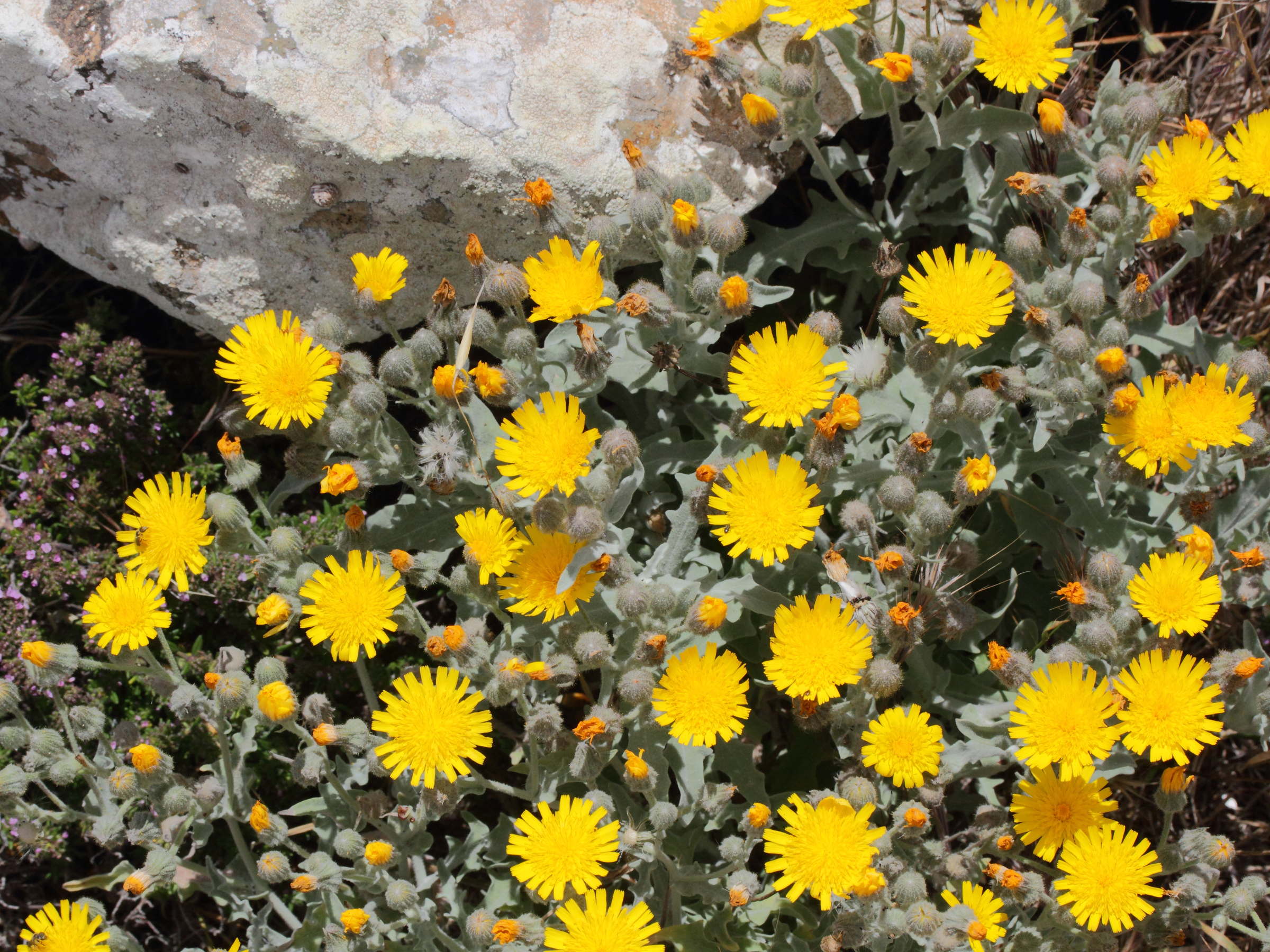 andryala_pinnatifida_buchiana2md