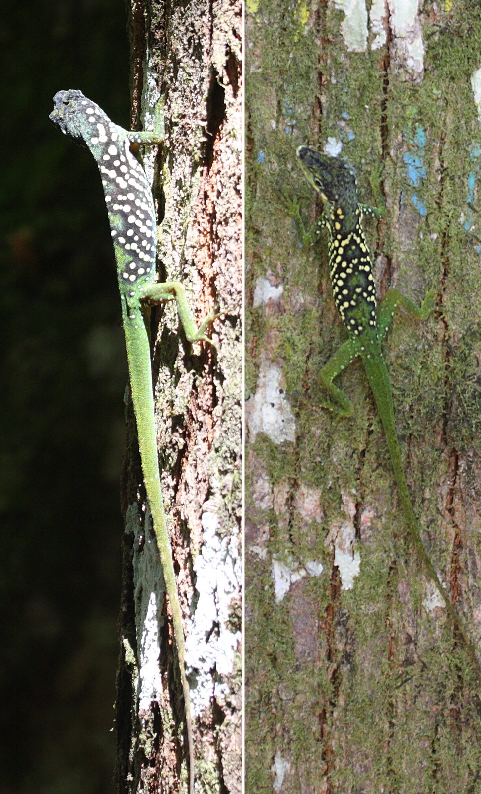 Afficher le média anolis_roquet7bd anolis_roquet7bd