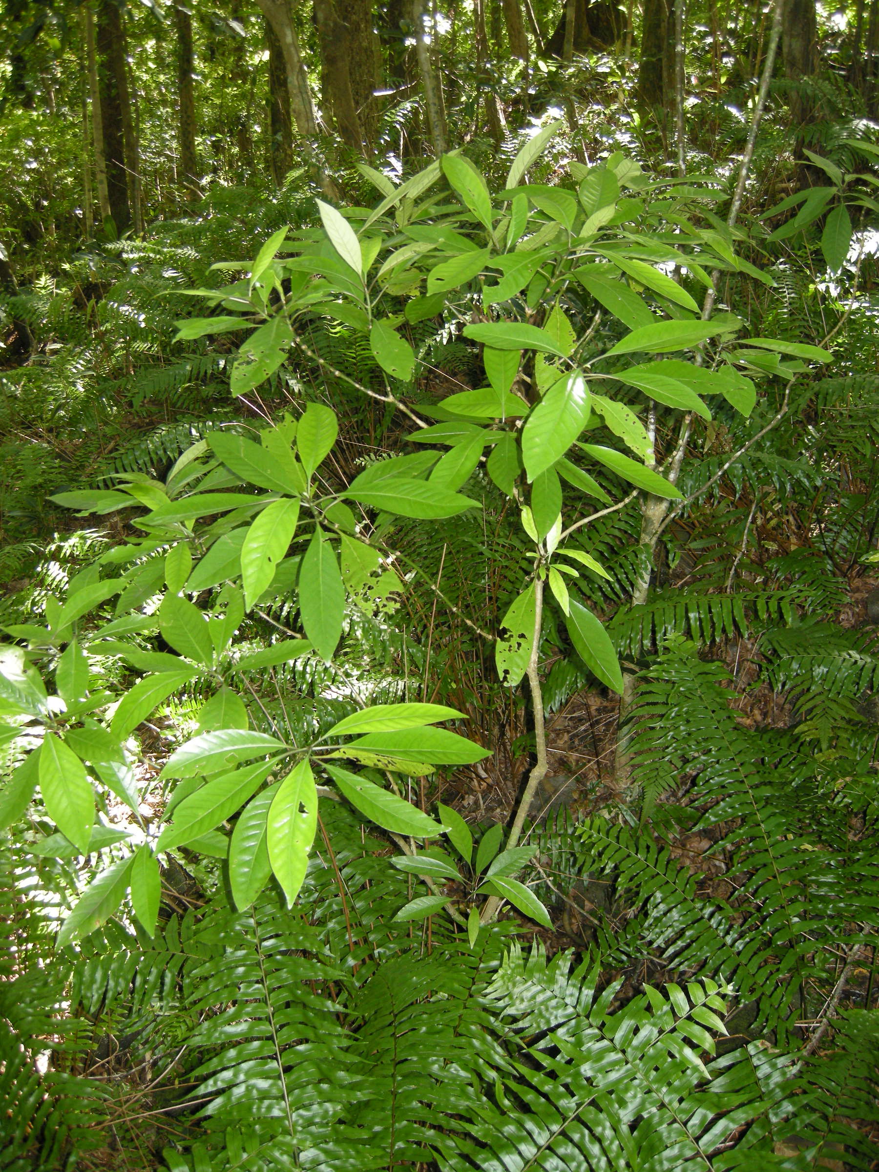 Afficher le média antirhea_borbonica3md antirhea_borbonica3md