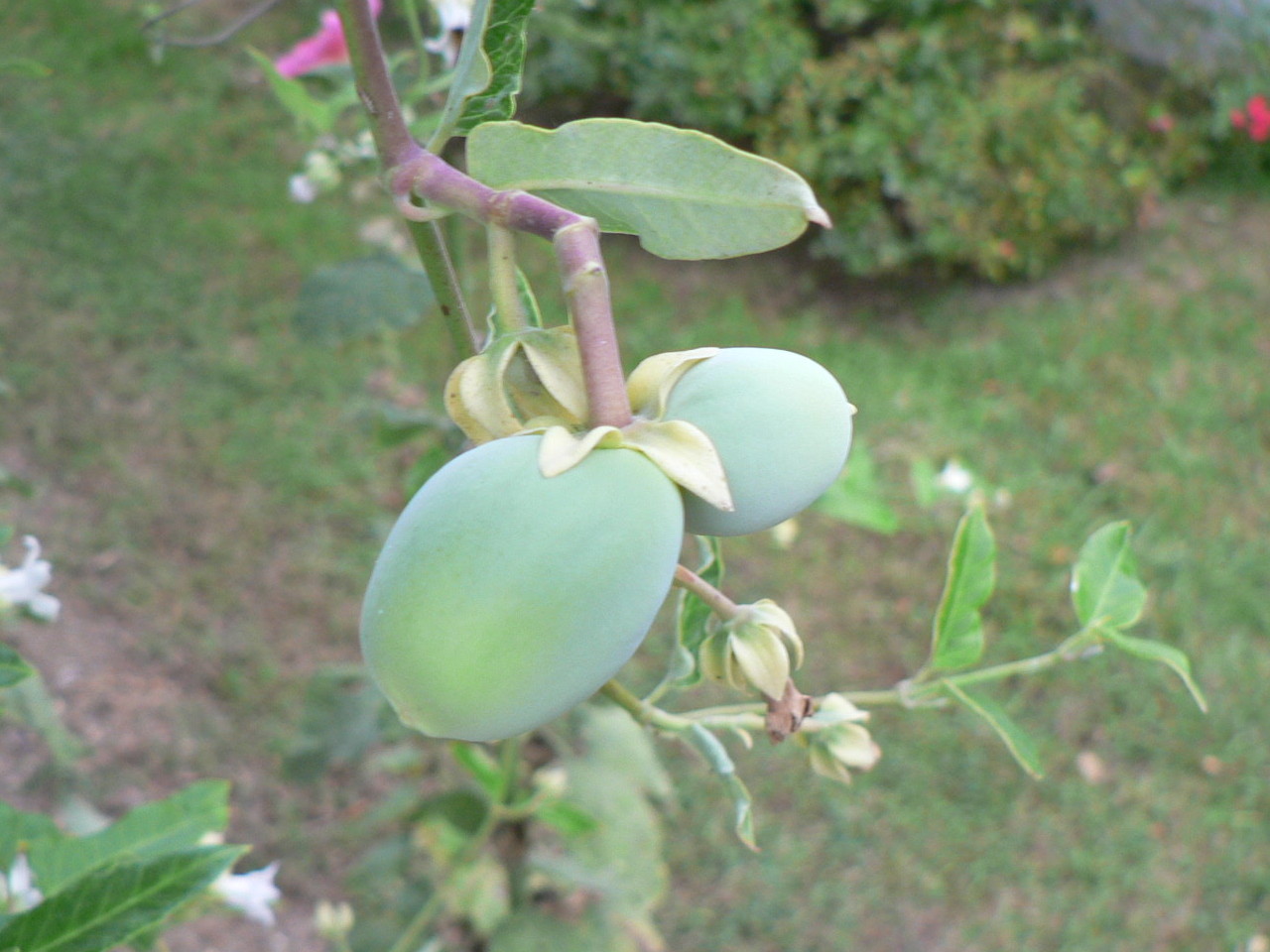 araujia_sericifera10gc