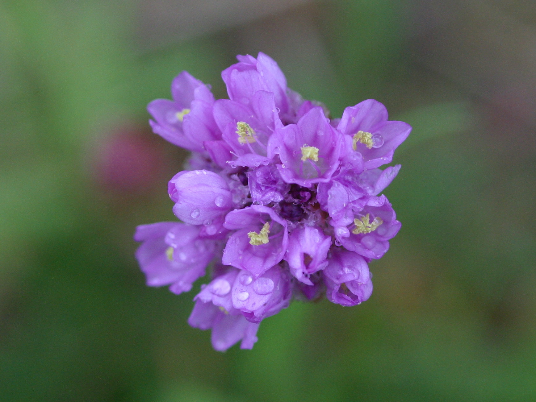 Afficher le média armeria_halleri2amd armeria_halleri2amd