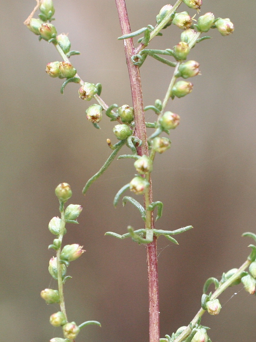 Afficher le média artemisia_campestris2md artemisia_campestris2md