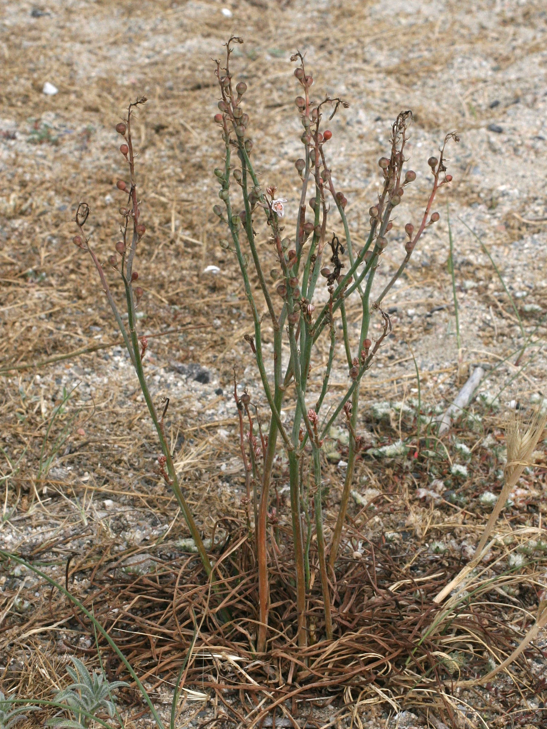 Afficher le média asphodelus_fistulosus1amd asphodelus_fistulosus1amd