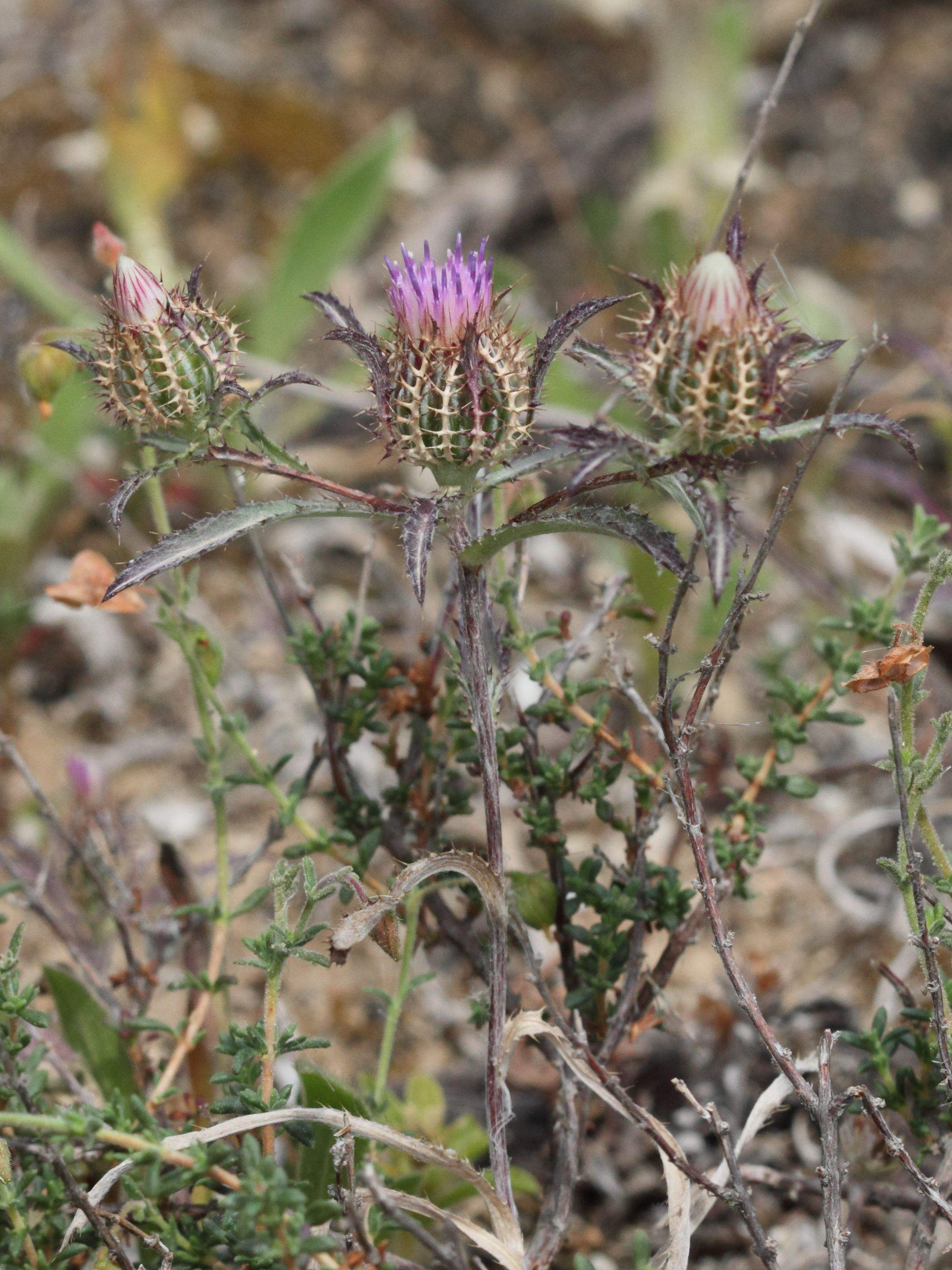 atractylis_cancellata1bd