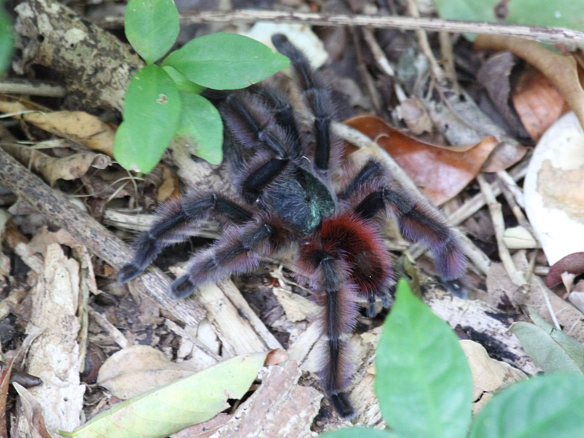 avicularia_versicolor6sd
