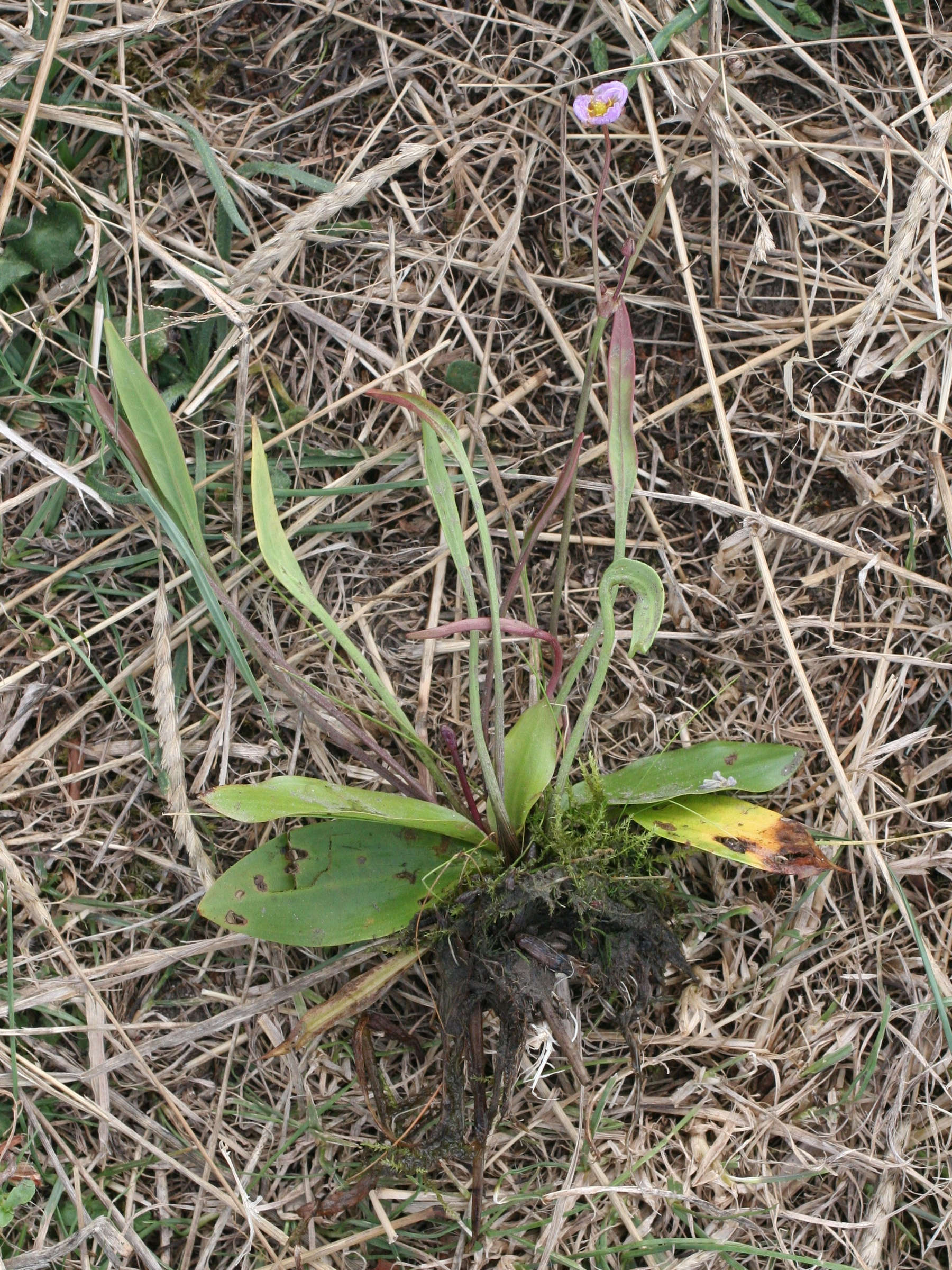 baldellia_ranunculoides3md