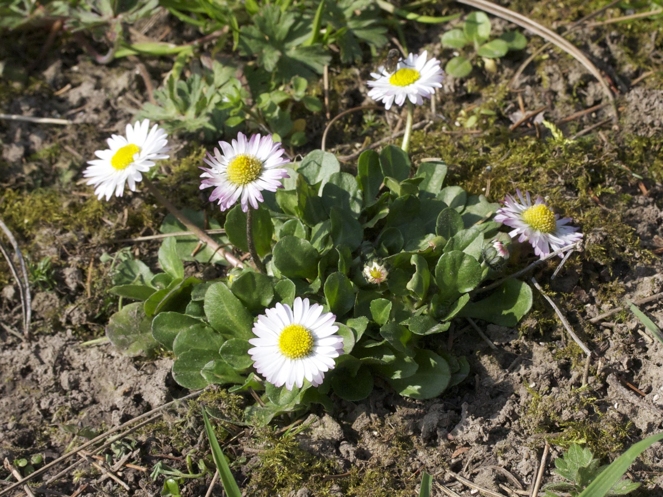 bellis_perennis1md