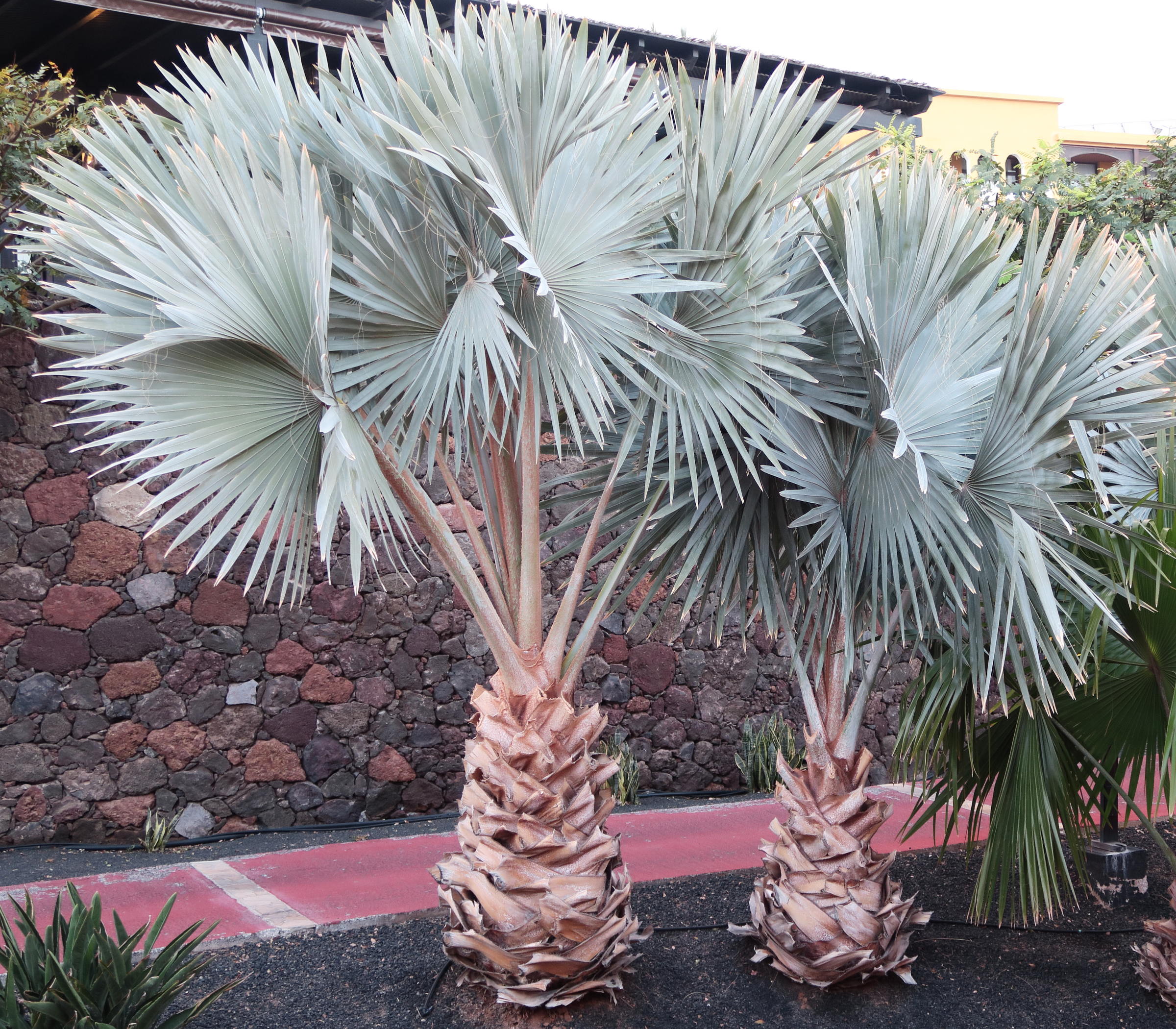 bismarckia_nobilis4md