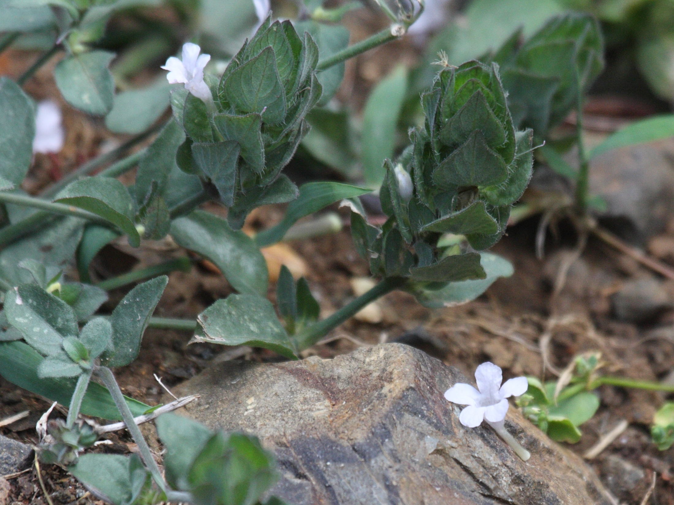 blechum_pyramidatum1bd