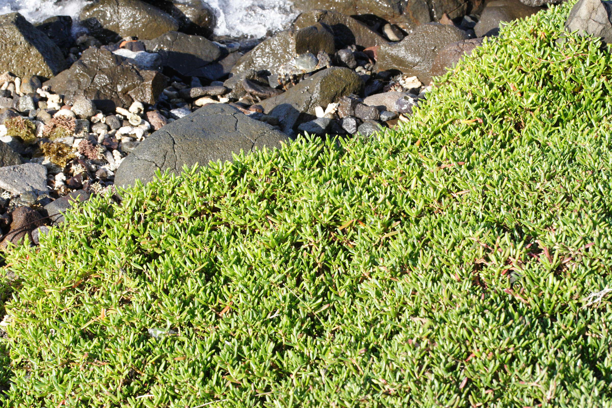 blutaparon_vermiculare4md