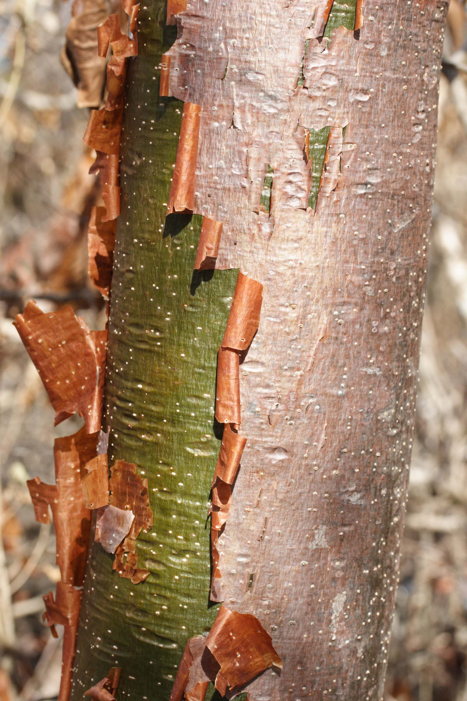Afficher le média bursera_simaruba5md bursera_simaruba5md