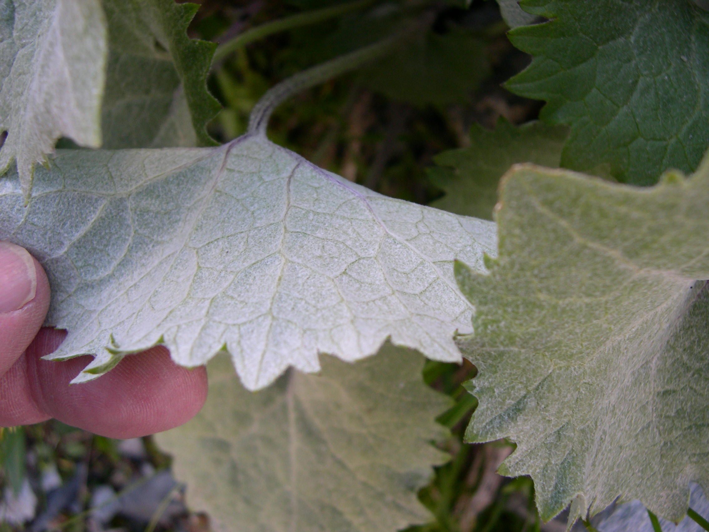 Afficher le média Cacalia_leucophylla Cacalia_leucophylla