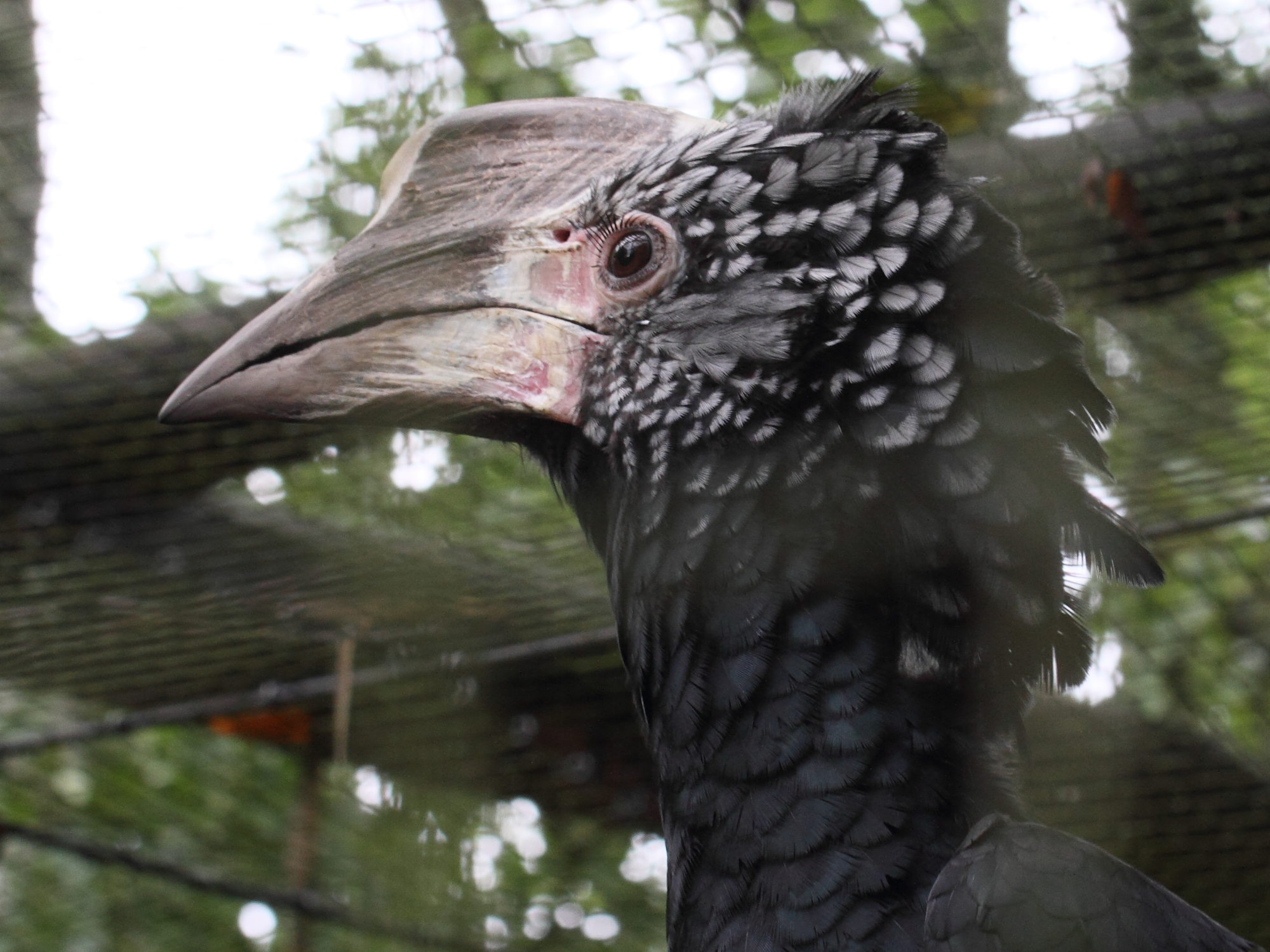 calao_a_joues_argent_-_bycanistes_brevis2bd