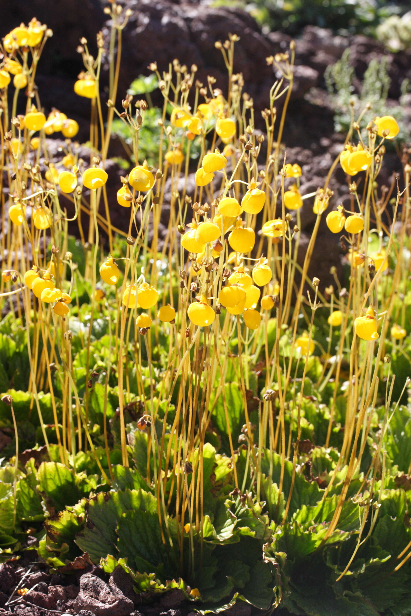 Afficher le média calceolaria_filicaulis1md calceolaria_filicaulis1md