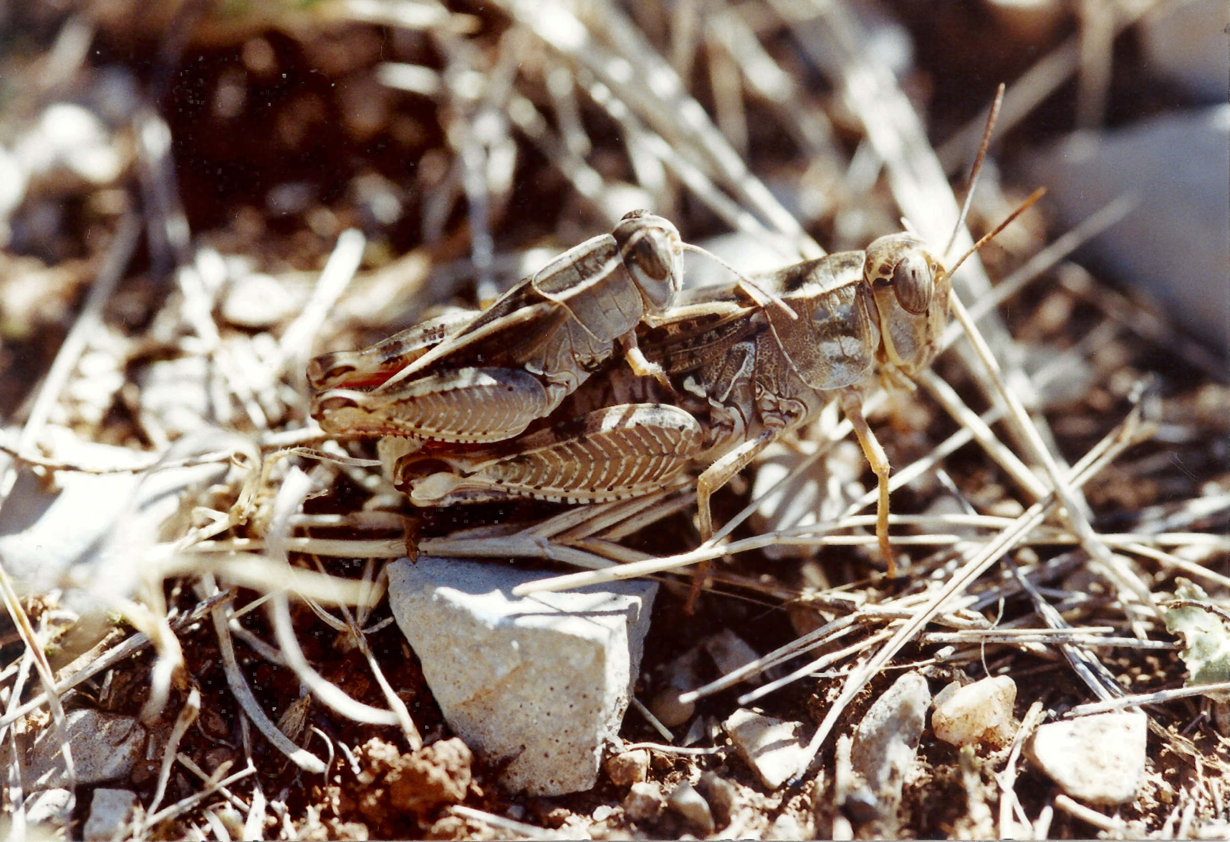 calliptamus_barbarus1md