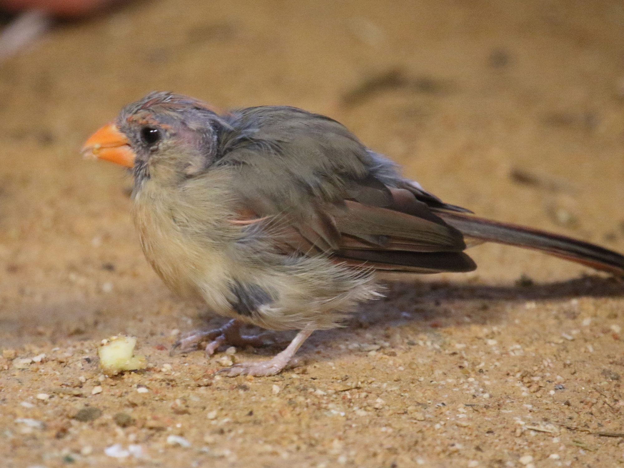 cardinal_rouge_-_cardinalis_cardinalis4bd