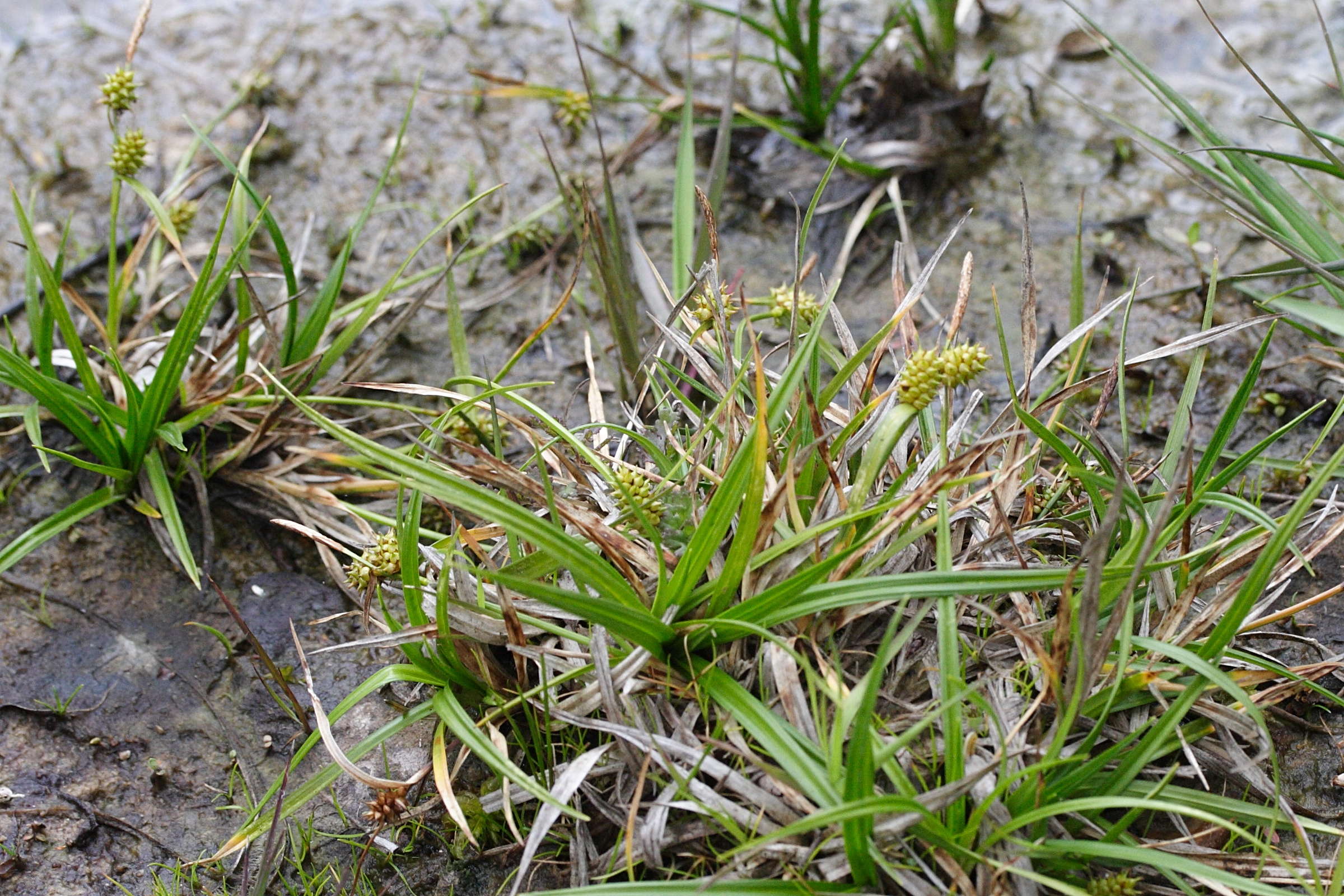 carex_viridula_oedocarpa3md