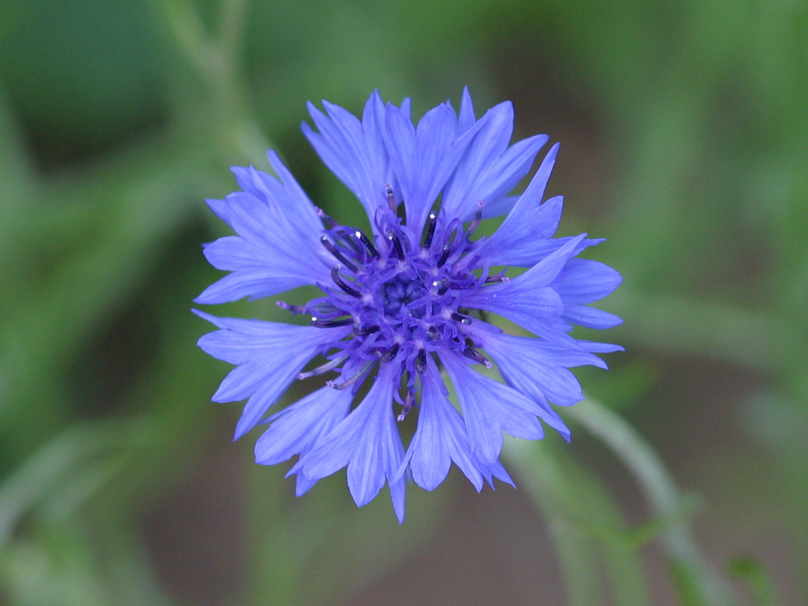centaurea_cyanus2md
