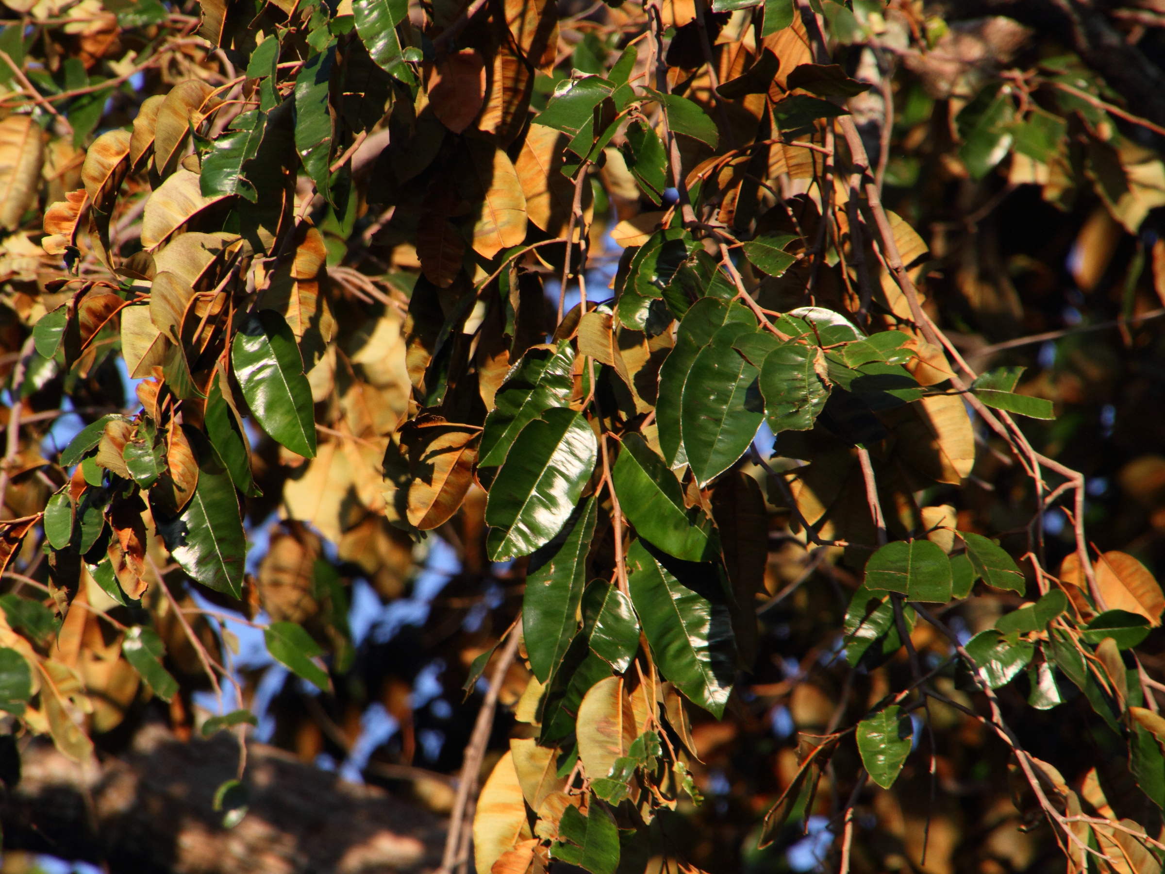 chrysophyllum_cainito3md